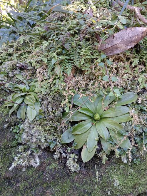 台灣胡麻花