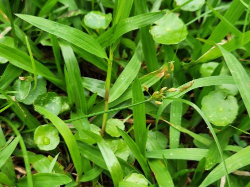 兩歧飄拂草 (棱穗飄拂草)