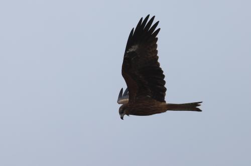 黑鳶(formosanus亞種)