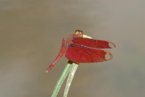 淺褐蜻蜓雄蟲