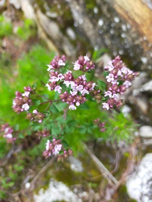 野薄荷