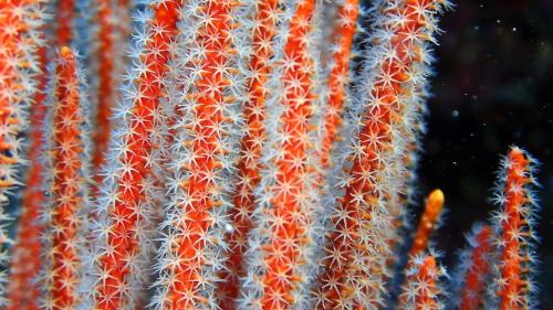 芽雙叉鞭珊瑚