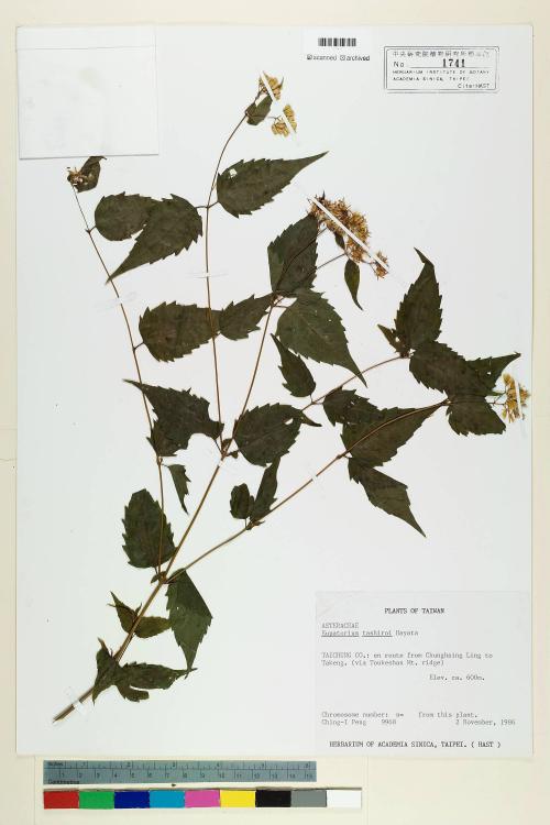 Eupatorium tashiroi Hayata_標本_BRCM 5701