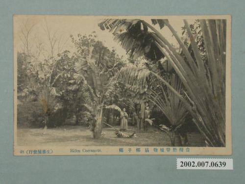 生蕃屋出版臺灣熱帶植物扇椰子椰