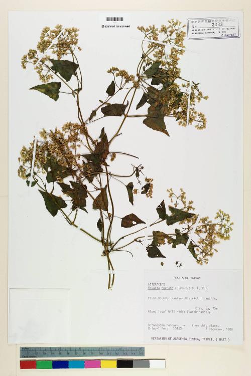 Mikania cordata (Burm. f.) B. L. Rob._標本_BRCM 6896