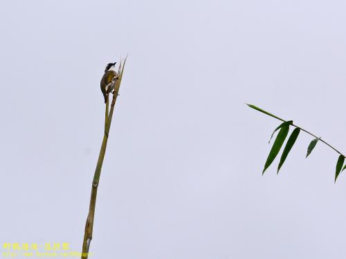 白頭翁(台灣亞種)