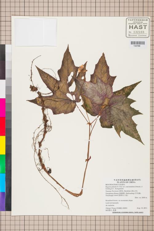 Begonia palmata標本_BRCM 2648