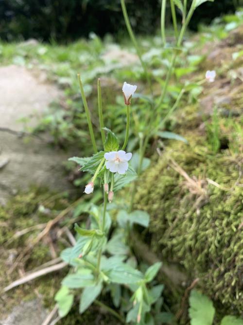 黑龍江柳葉菜