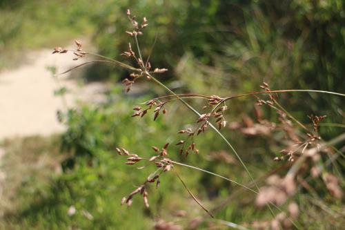 兩歧飄拂草 (棱穗飄拂草)