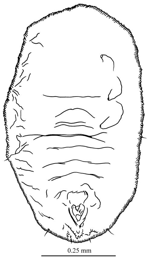 Pealius damanacanthi  (Takahashi, 1935)  伏牛花皮粉蝨