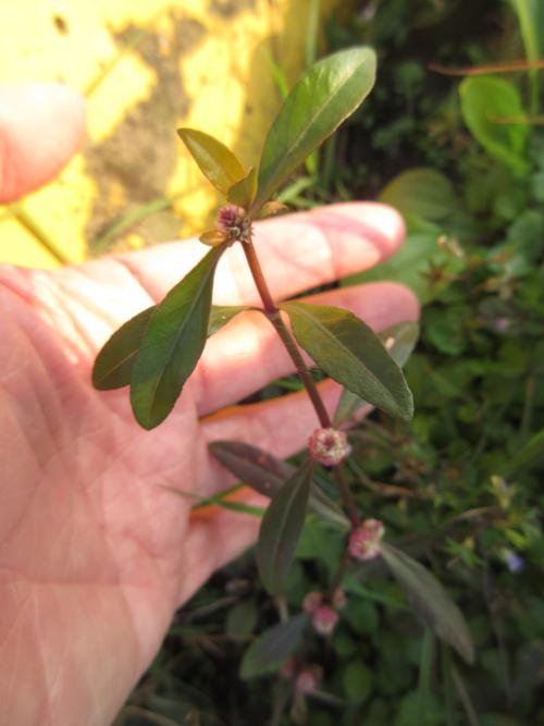 蝦鉗菜 (蓮子草 )