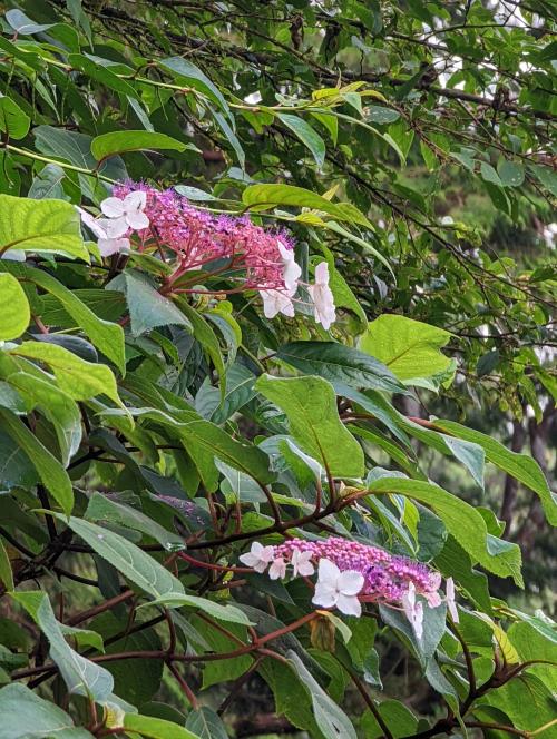 高山藤繡球