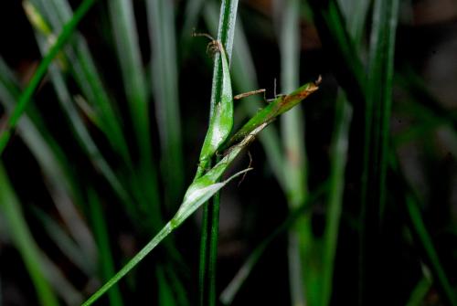 Carex-taiwanensis_4