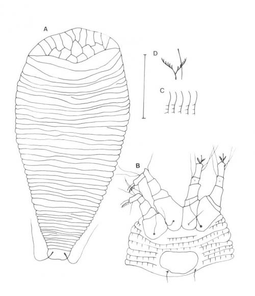 Diptilomiopus cuminis Chakrabarti et al., 1992