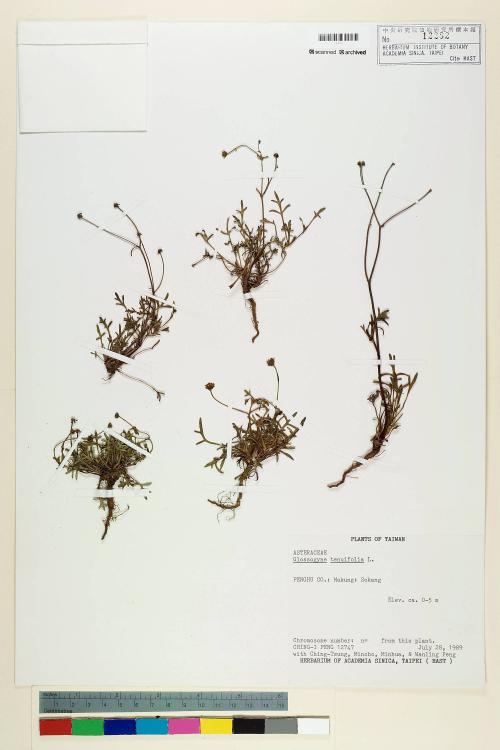 Glossogyne tenuifolia (Labill.) Cass._標本_BRCM 7249