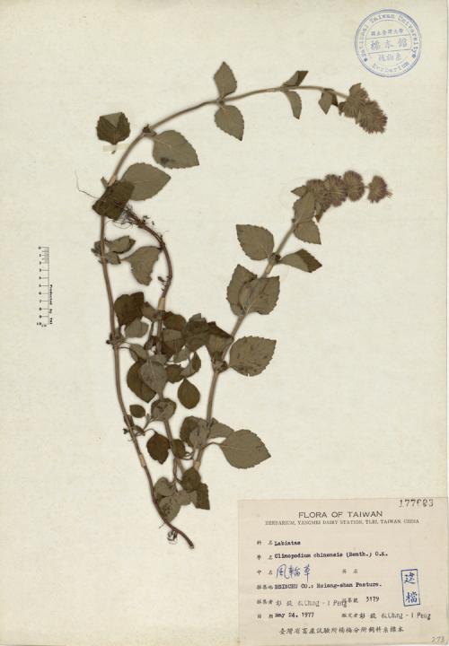 Clinopodium chinensis (Benth.) O.K._標本_BRCM 4482