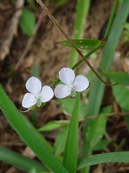 牛軛草