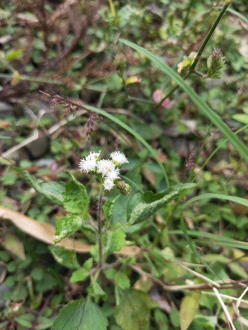 勝紅薊 (藿香薊)