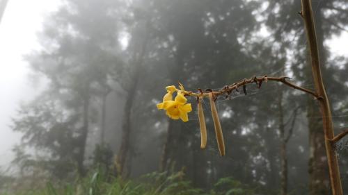 小囊山珊瑚