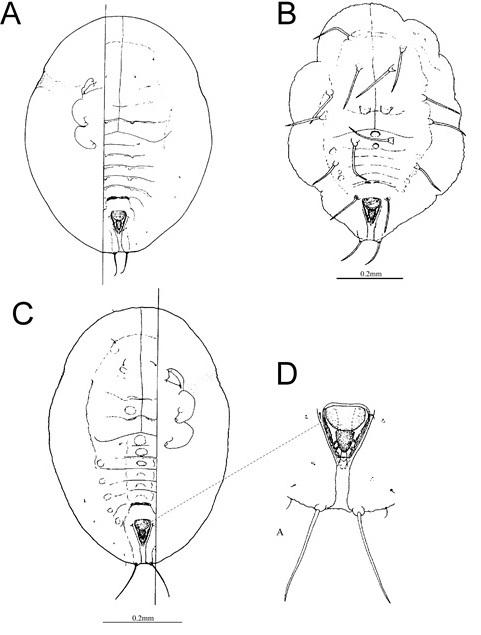 Bemisia tabaci  (Gennadius, 1889)  煙草粉蝨