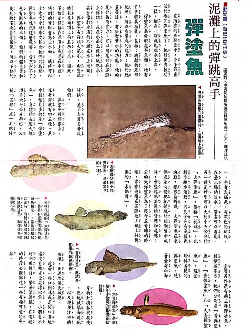 國語日報—海底生物世界：彈塗魚