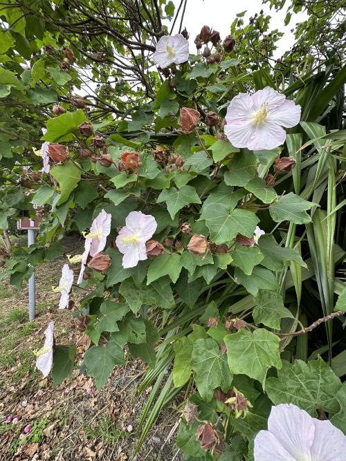 山芙蓉