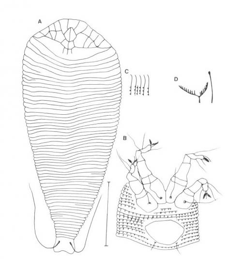 Diptilomiopus emarginatus Huang, 2001