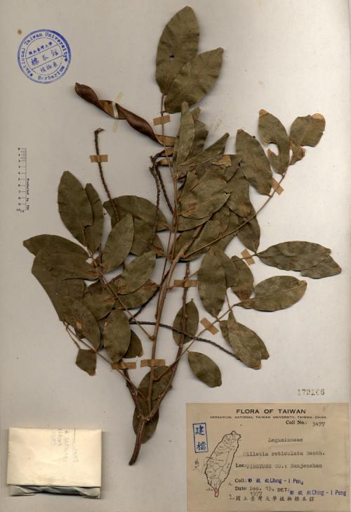 Millettia reticulata Benth._標本_BRCM 4240