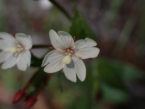 黑龍江柳葉菜