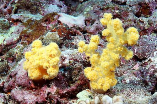 柯氏棘穗軟珊瑚