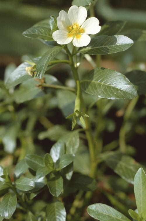 Ludwigia adscendens_BRCM 3679