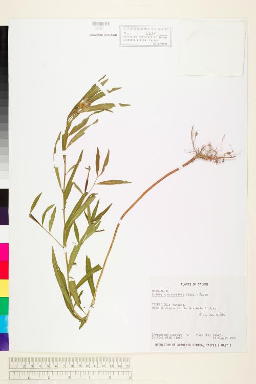 Ludwigia octovalvis (Jacq.) Raven_標本_BRCM 3620