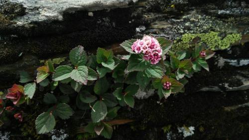 玉山繡線菊