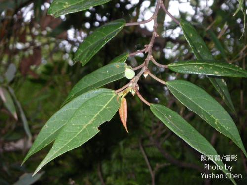 阿里山珍珠蓮