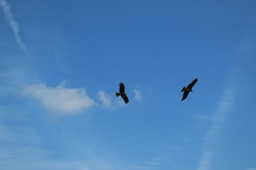 黑鳶（臺灣亞種）