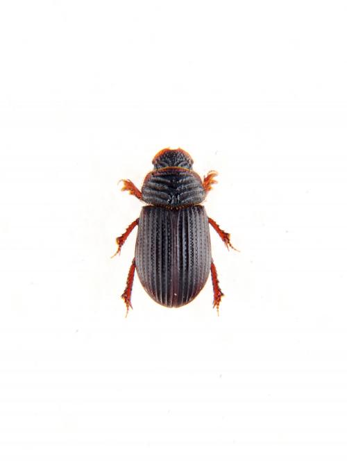 Rakovicius subopacus (Nomura, 1973)