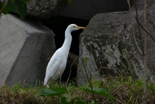 黃頭鷺（普通亞種）