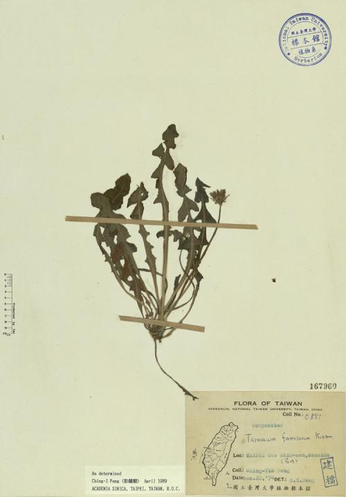 Taraxacum formosanum Kitam._標本_BRCM 3954