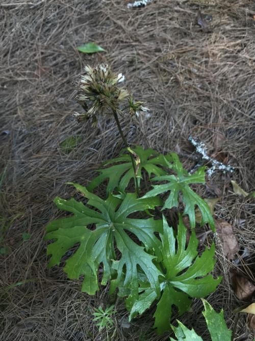 高山破傘菊