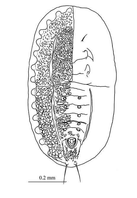 Viennotaleyrodes megapapillae  (Singh, 1932)