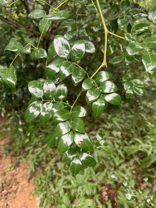 華南雲實