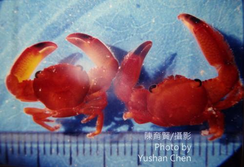 黃梯形蟹 (橘黃梯形蟹) 