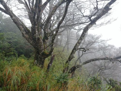 臺灣水青岡