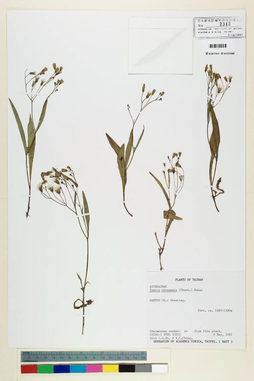 Ixeris chinensis (Thunb.) Nakai_標本_BRCM 6986