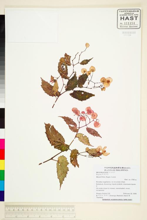 Begonia merrittii標本_BRCM 1946