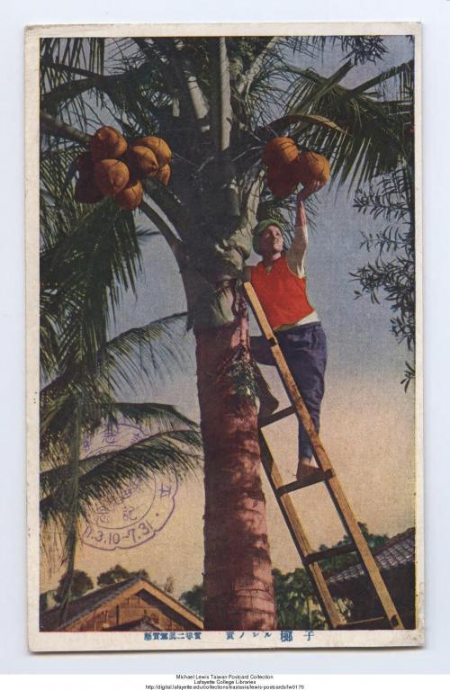 攝影比賽二等獎 椰樹上的果實