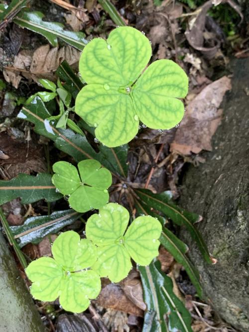 紅花酢漿草 (紫花酢漿草)