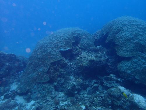 保育區海底景觀—琉球嶼