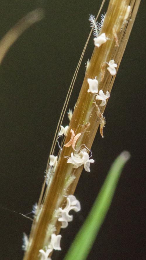 金絲草