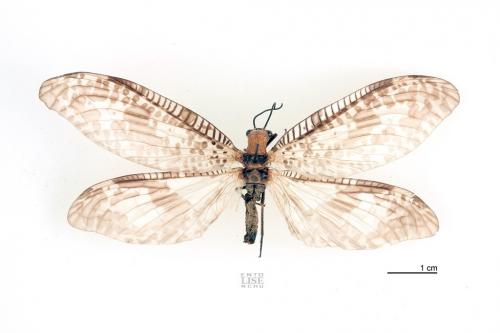 Neochauliodes formosanus (Okamoto, 1910)